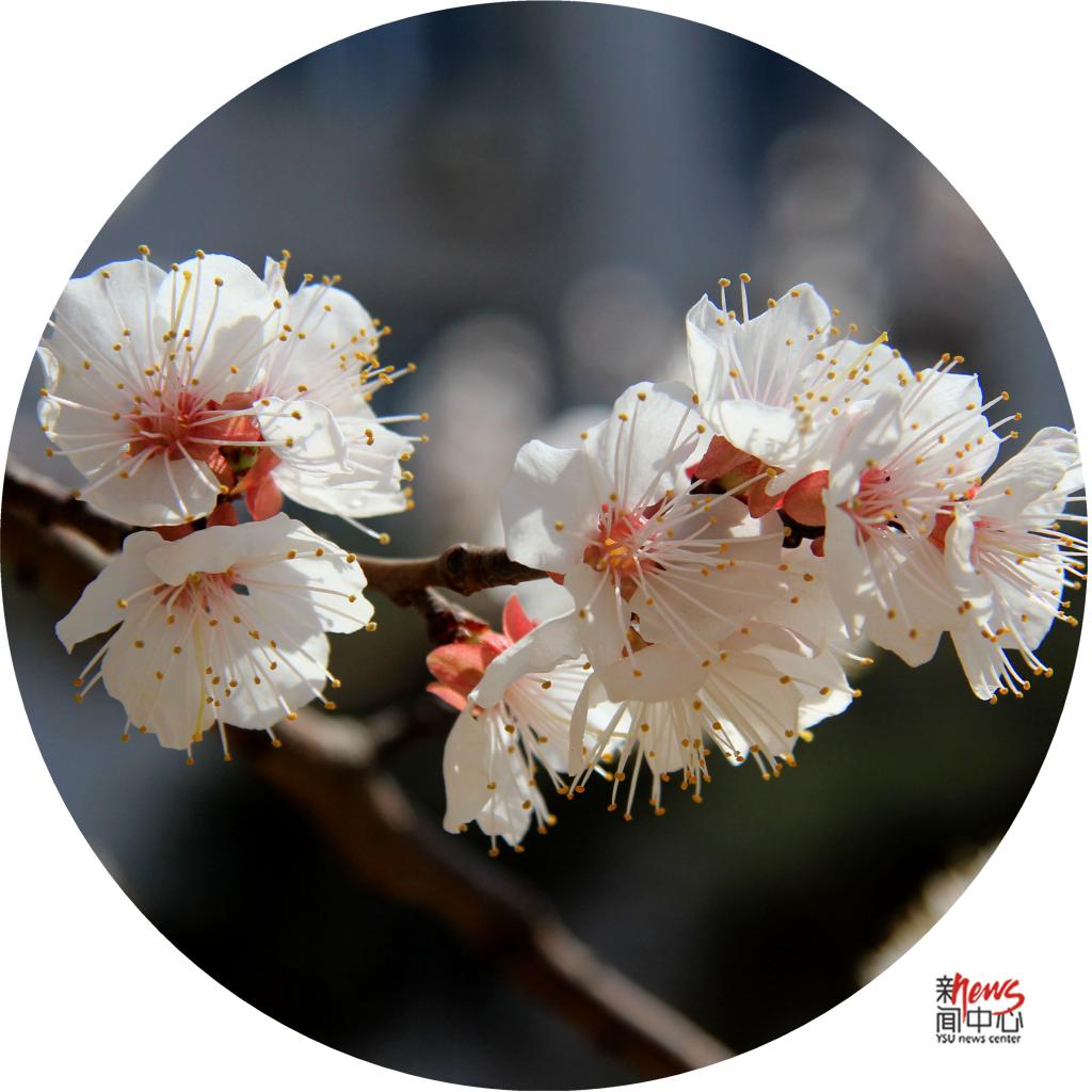 印象燕大 • 那些花儿（组图）