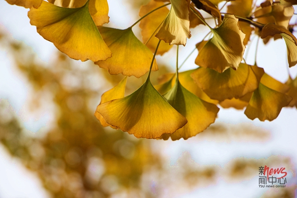 印象燕大 • 秋意诗情（组图）