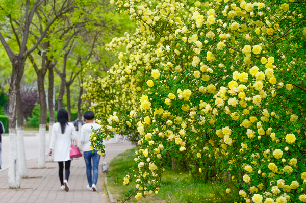 与你相遇燕大，四季终成诗歌（组图）