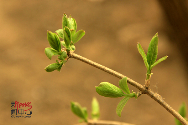 印象燕大 • 春芽（组图）